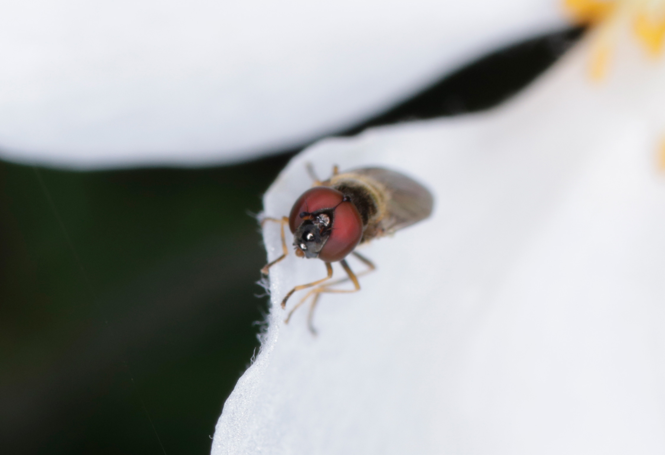 Syrphidae: Melanostoma mellinum